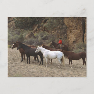 Cowboy with Herd Postcard