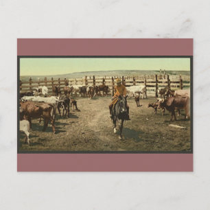 Cowboys and Cows Postcard