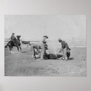 Cowboys Branding a Calf PhotographSouth Dakota Poster