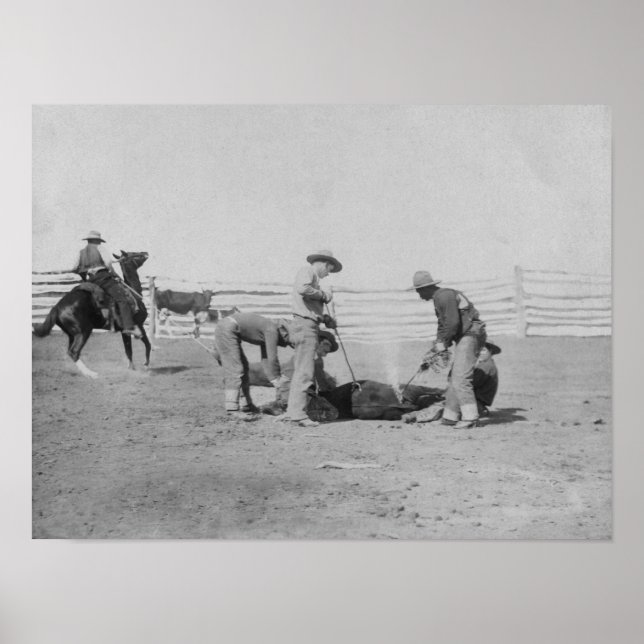 Cowboys Branding a Calf PhotographSouth Dakota Poster (Front)