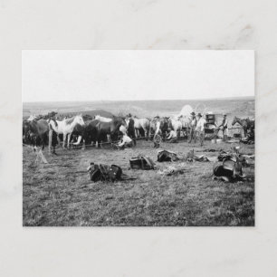Cowboys Hobbling Horses: 1906 Postcard