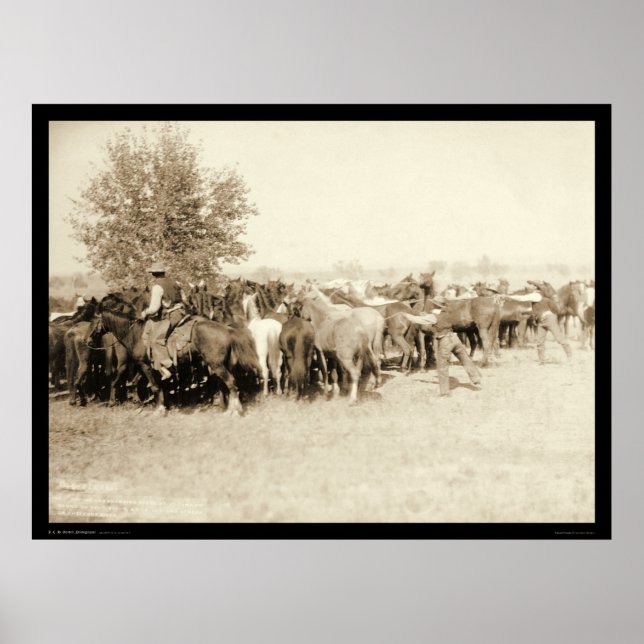 Cowboys Roping a Herd of Horses SD 1887 Poster (Front)