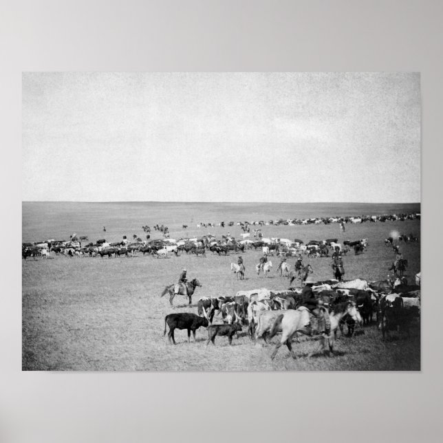 Cowboys with Cattle on the Range Photograph Poster (Front)