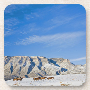 Cowboys with Heard of Horses Coaster
