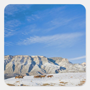 Cowboys with Heard of Horses Square Sticker