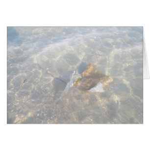 Cownose Stingray OBX Series