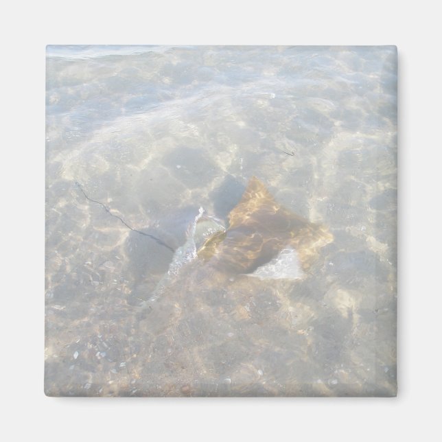 Cownose Stingray OBX Series Magnet (Front)