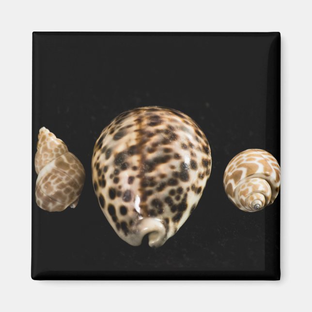 Cowrie Cones 2 Magnet (Front)