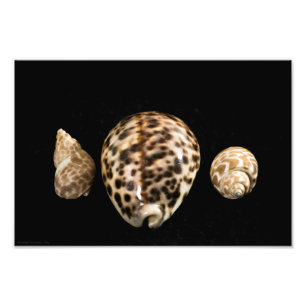 Cowrie Cones 2 Photo