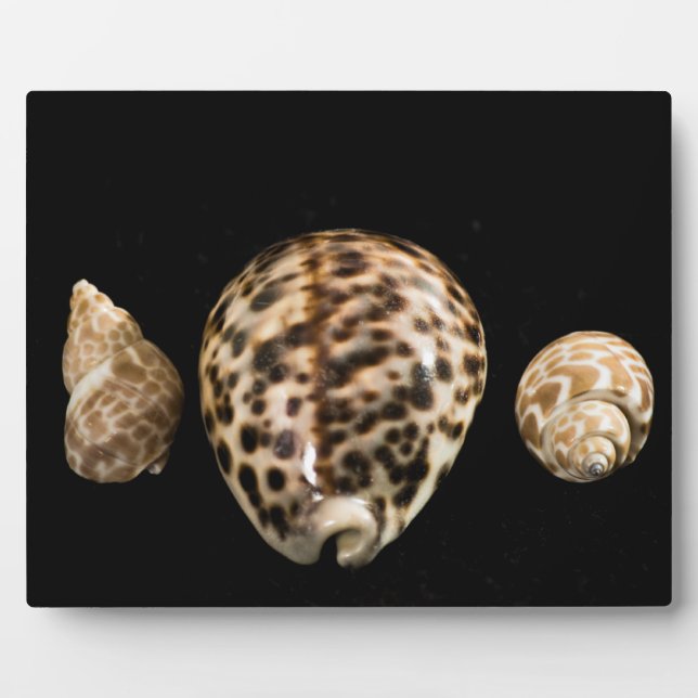 Cowrie Cones 2 Plaque (Front)