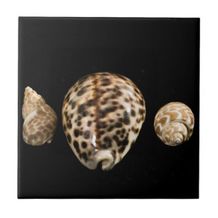 Cowrie Cones 2 Tile