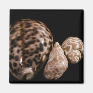 Cowrie Cones Magnet