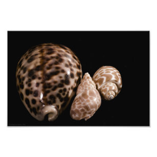 Cowrie Cones Photo