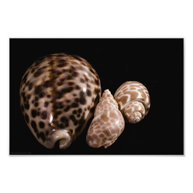 Cowrie Cones Photo (Front)