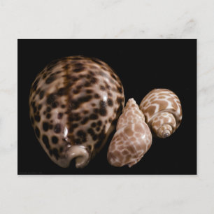 Cowrie Cones Postcard
