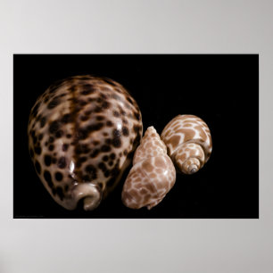 Cowrie Cones Poster