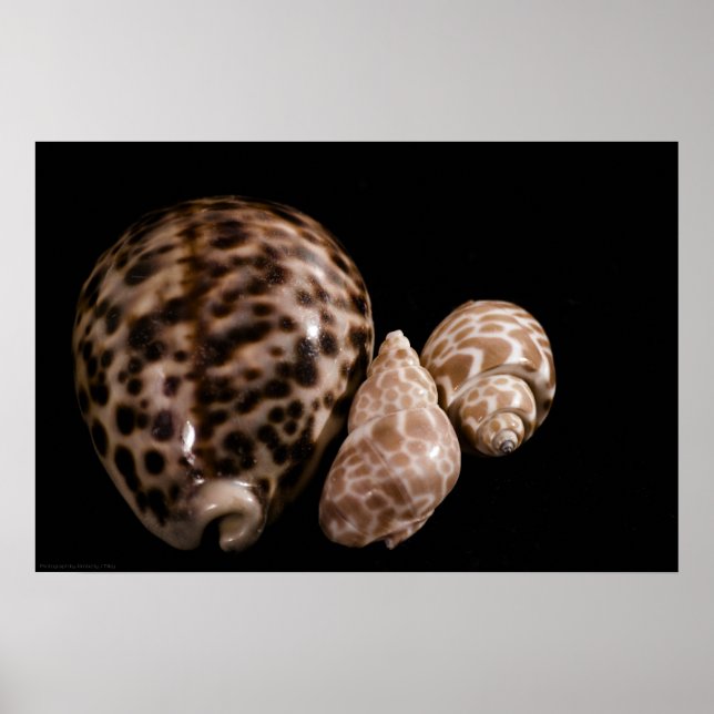 Cowrie Cones Poster (Front)