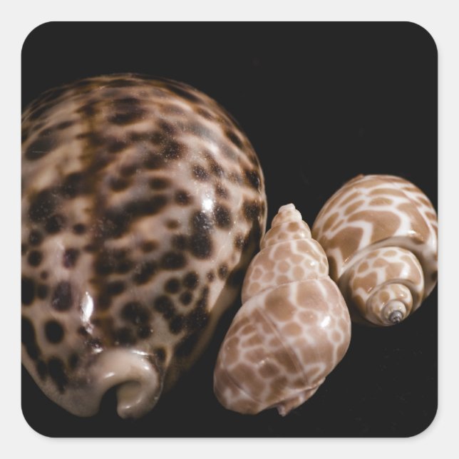 Cowrie Cones Sticker (Front)