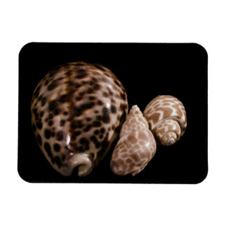 Cowrie Cones Vinyl Magnet
