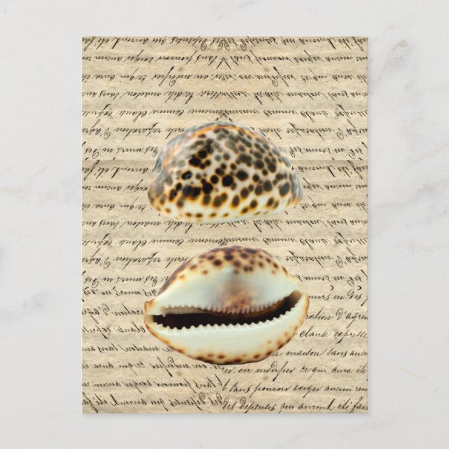 Cowrie shells postcard (Front)