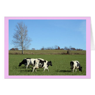 Cows