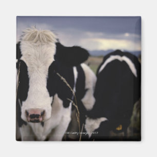 Cows 3 magnet