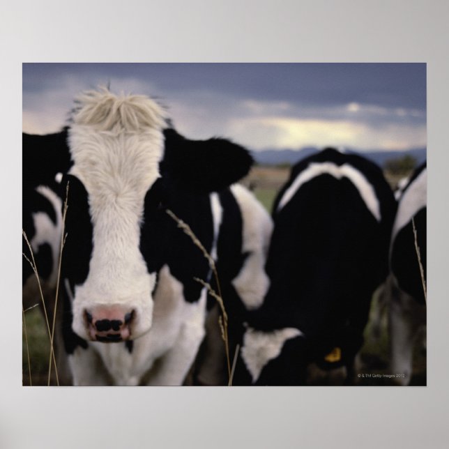 Cows 3 poster (Front)