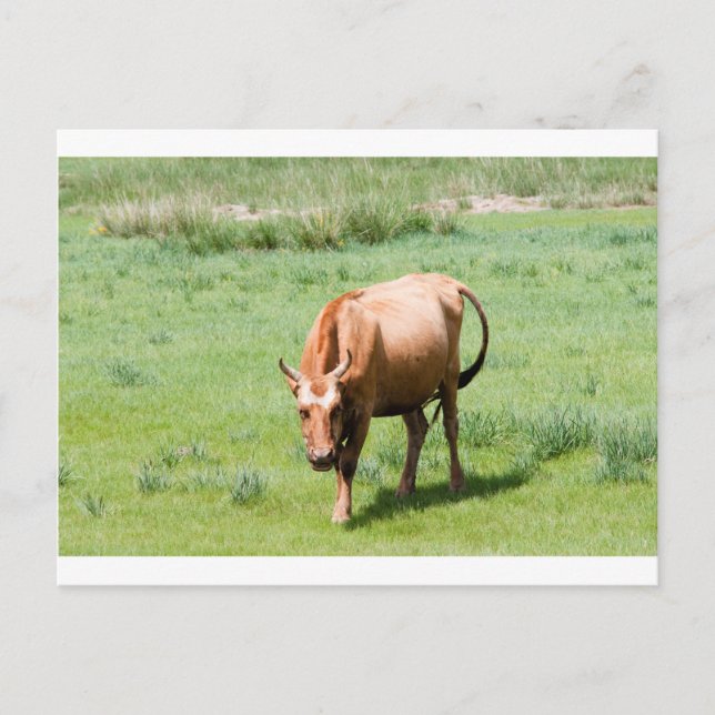 cows and bulls postcard (Front)