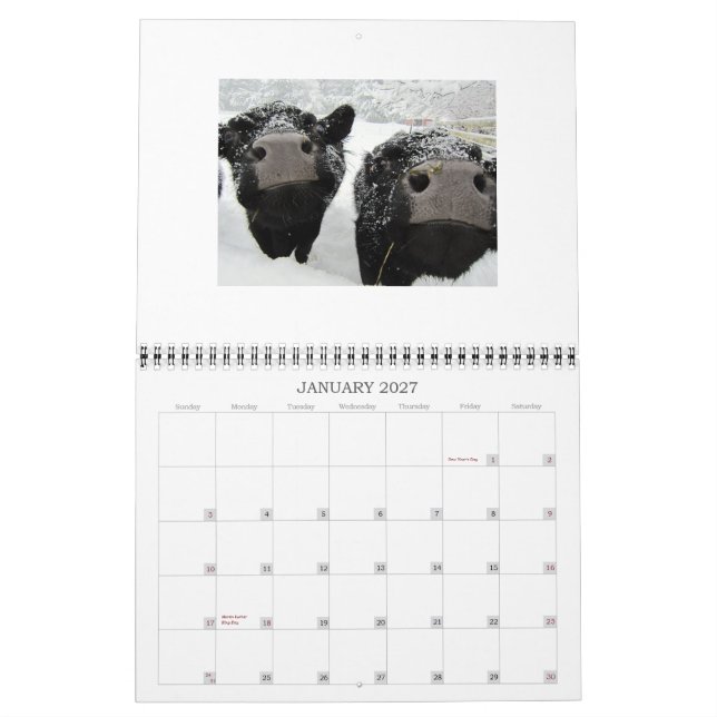 Cows and Calves 2015 calendar (Jan 2027)