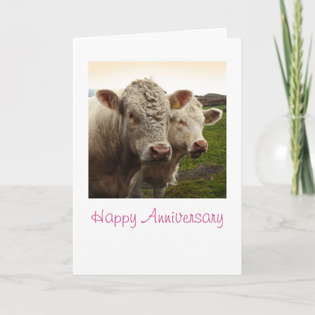 Cows Anniversary Card (Front)