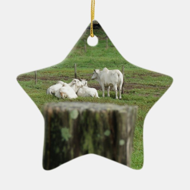 COWS BRAHMAN & FENCE POST RURAL AUSTRALIA CERAMIC TREE DECORATION (Front)