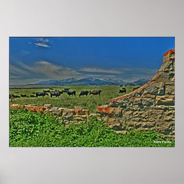 Cows by the Crazy Montains Poster (Front)
