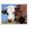 Cows calendar