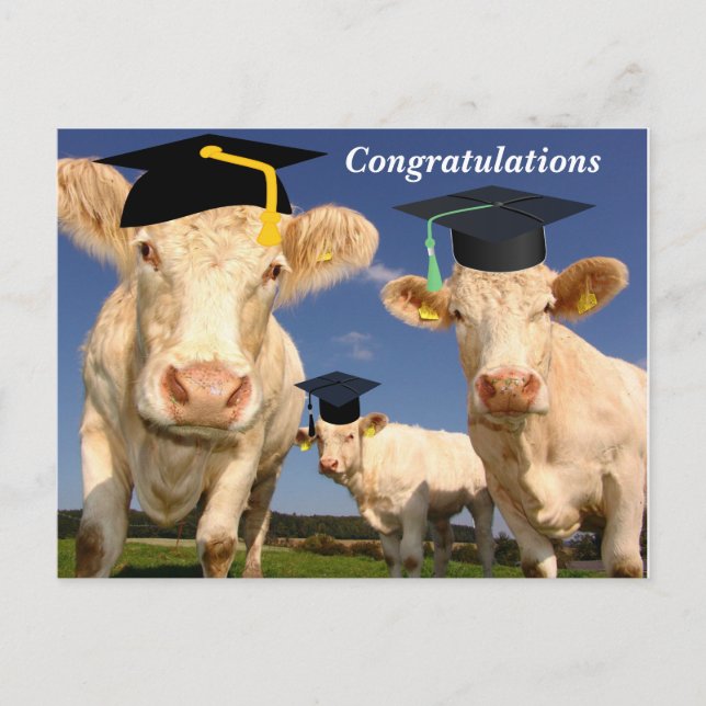 Cows Congratulations Party Postcard (Front)