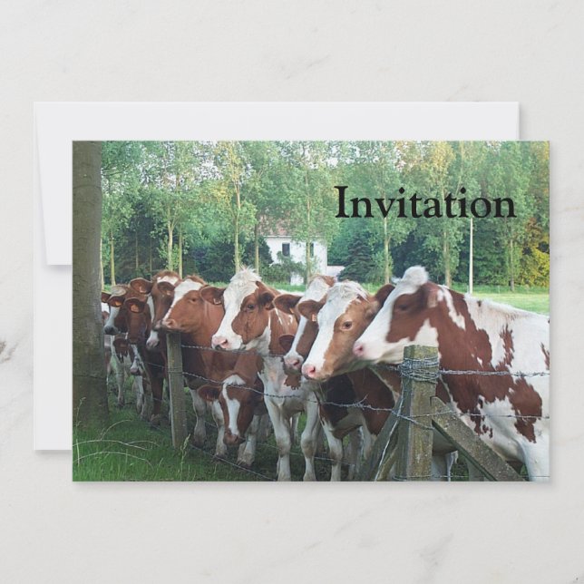 Cows Curious Invitation (Front)