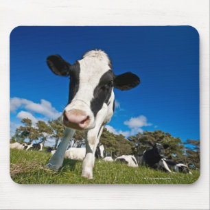 Cows feeding on pasture 2 mouse pad