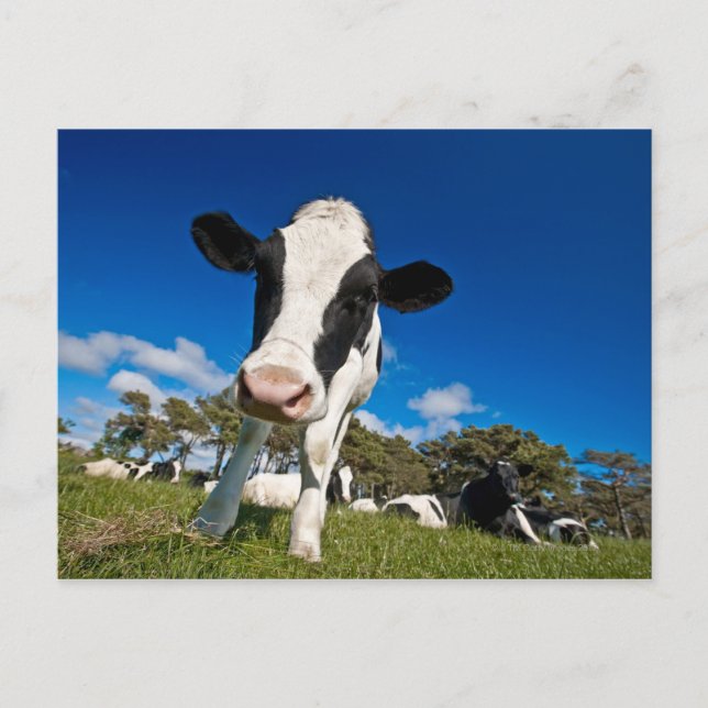 Cows feeding on pasture 2 postcard (Front)