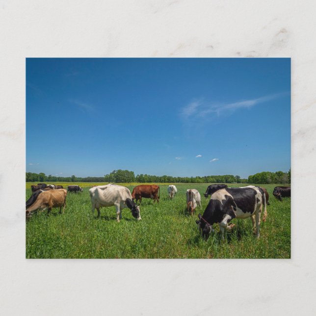 Cows grazing at Nice Farms Creamery Postcard (Front)