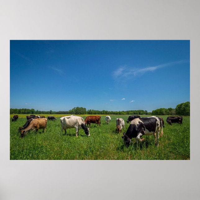Cows grazing at Nice Farms Creamery Poster (Front)