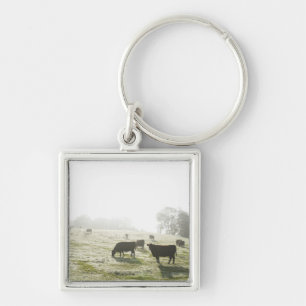 Cows grazing in field in morning light. key ring