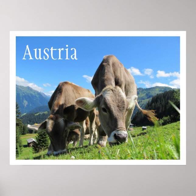 Cows Grazing in Mountains, Austrian Alps Poster (Front)