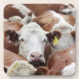 Cows in a corral coaster