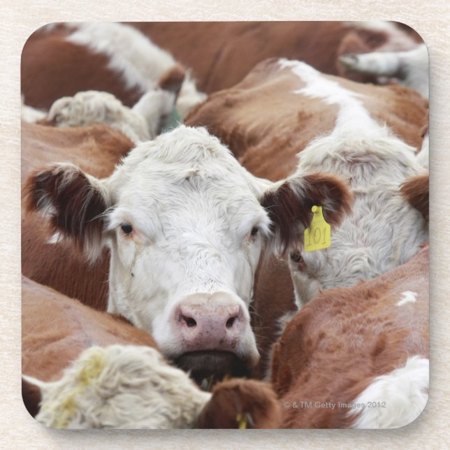Cows in a corral coaster (Front)