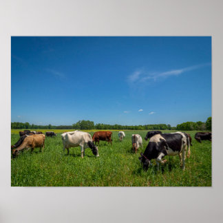 Cows in a Field Poster