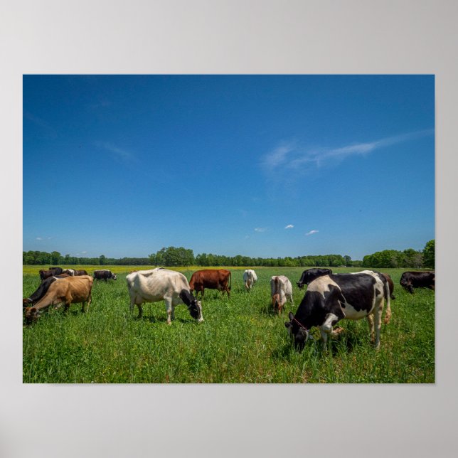 Cows in a Field Poster (Front)