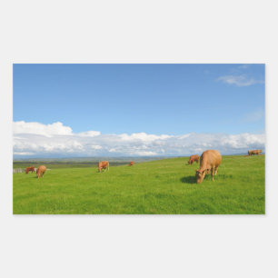 Cows in a meadow in Ireland rectangular sticker