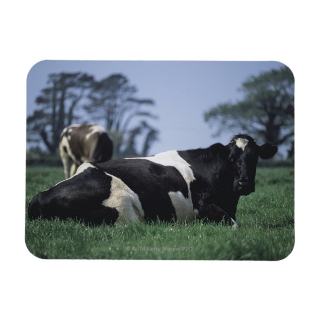 cows in a pasture magnet (Horizontal)