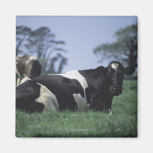 cows in a pasture magnet