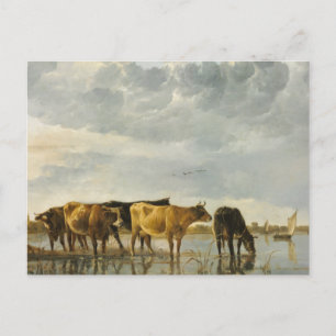 Cows in a River Aelbert Cuyp  Postcard
