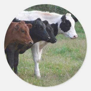 Cows in a Row Classic Round Sticker